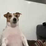 Jack Russell Terrier yawning and looking around