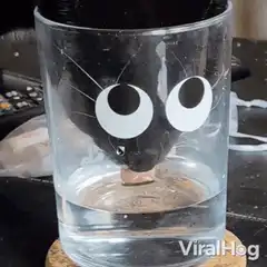 Cat drinking water with googly eyes
