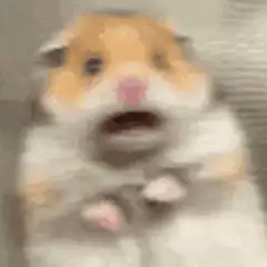 shocked hamster face