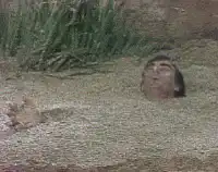 Man sinking into swamp