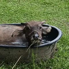 water buffalo in tub chewing grass