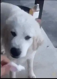 white dog looks at cotton candy