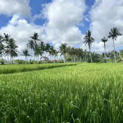 Green rice field with palm trees