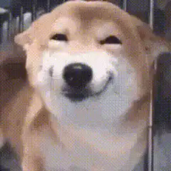 Smiling Shiba Inu Dog
