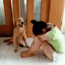 Golden Retriever comforts crying girl