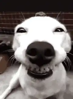 Dog smiling with teeth showing