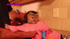 Monkey wrapped in pink blanket