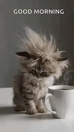Sleepy kitten with messy hair next to coffee