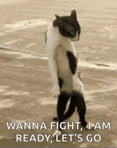 Cat ready to fight