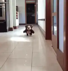 French bulldog running in bear costume