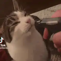 Cat enjoying electric toothbrush