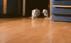 Corgi puppies running across floor