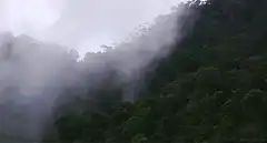 Fog rolling over a lush green forest