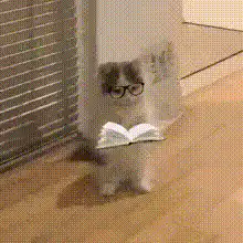 nerdy cat reading book