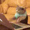 cat typing on laptop