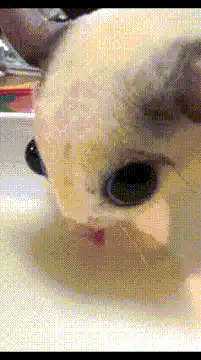 close-up of a cat licking its lips
