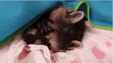 sleeping baby raccoon under blanket