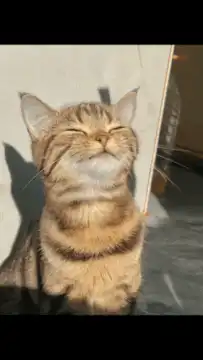 Happy sunbathing cat