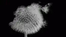 Dandelion seeds blowing away