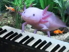 axolotl playing piano