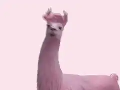 Pink llama shaking head