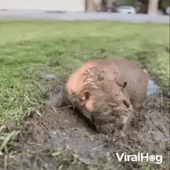 Puppy rolling in mud puddle
