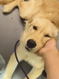 Golden Retriever Puppy Winking