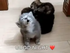 Kitten falls asleep standing up