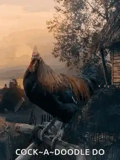 Rooster Crowing Cock-a-doodle-do