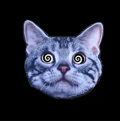 Hypnotized cat face