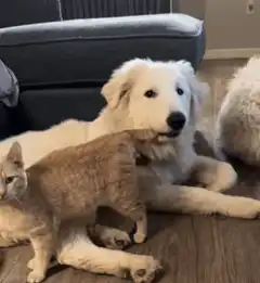 cat bites dog's nose