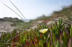 yellow flower in beach dune vegetation