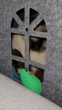 cat behind window cutout