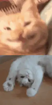 orange cat smiling white cat lying down