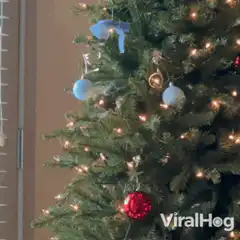 Cat climbing Christmas tree