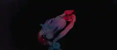 Abstract morphing flower animation