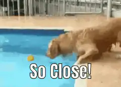 Dog so close to ball in pool