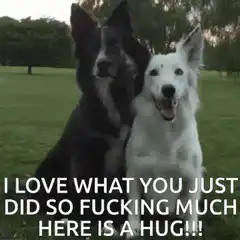 Two dogs hugging in a park