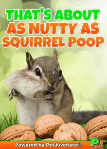 Squirrel with full cheeks and walnuts