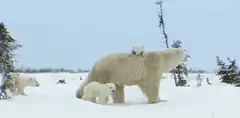 Polar bear with cubs in snow