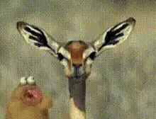Giraffe and chicken looking at camera