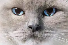 Close-up of a gray cat with blue eyes