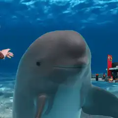 Dolphin with a man swimming behind it
