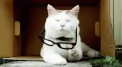 Cat puts on glasses