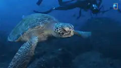 Sea turtle swimming with scuba divers