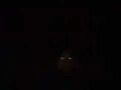 glowing eyes in the dark