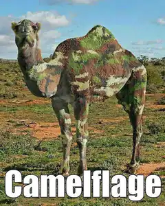 Camel in camouflage
