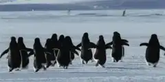 penguins dancing in snow