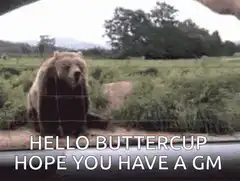 Bear waving hello Buttercup