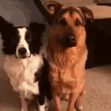 Border collie hugs German shepherd